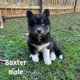 Baxter - Black male Siberian Husky puppy in Elkin, North Carolina from Blue Ridge Shadow Huskies