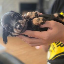 Jelly - Black and tan male Dachshund puppy in Arizona from Tps Teeny Weins
