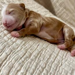 Shell - Apricot female Goldendoodle puppy in Garden Grove, California from Sunkissed Doodles