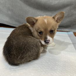 Pembroke Welsh Corgi puppies from Robertson Corgi’s