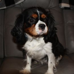 Skylar - Cavalier King Charles Spaniel