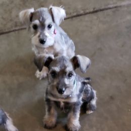 Miniature Schnauzers from Baldwin Kennels