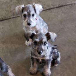 Miniature Schnauzers from Baldwin Kennels