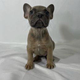 French Bulldogs from Black Diamond Frenchies