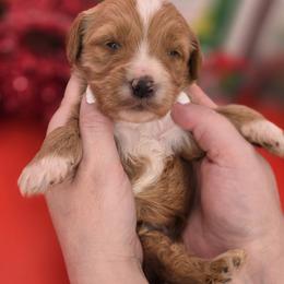 Bear - Apricot male Goldendoodle puppy in Decatur, Tennessee from Diamond's Doodles