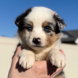 Girl 4 - Blue merle female Miniature Australian Shepherd puppy in Murfreesboro, Tennessee from Norby's Mini Aussies