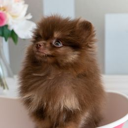 Pomeranians from Designer Dog Society