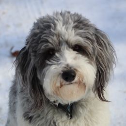 Luka - Aussiedoodle