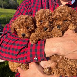 Poodles from Poppa Bruce's Toy Poodles