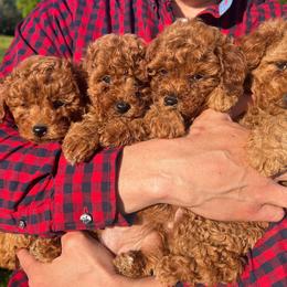 Poodles from Poppa Bruce's Toy Poodles