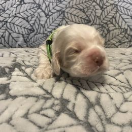Cocker Spaniel Puppies from Hershey Sugar Rd Cockers