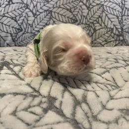 Cocker Spaniel Puppies from Hershey Sugar Rd Cockers