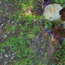 Poodle Puppies from My Buddies Puppies