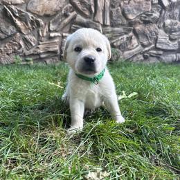 Croc- black collar - Yellow male Labrador Retriever puppy in Isanti, Minnesota from Four Corners Family Labs