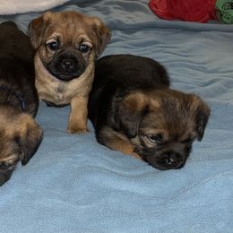 Border Terrier Puppies from Jessica’s Border Terriers
