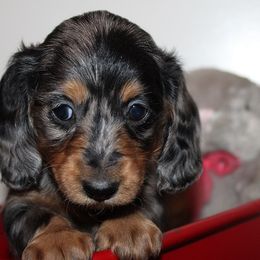 Girl 1 - Blue and tan female Dachshund puppy in Craig, Colorado from Rocky Mountain Shih Tzus and Dry Creek Miniature Dachshunds
