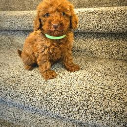 Willow - Red  male Poodle puppy in Salt Lake City, Utah from Premier Paws