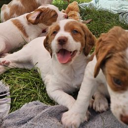Brittanys from Pantheon Kennels