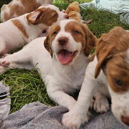 Brittanys from Pantheon Kennels