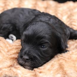 Gummy Bear - Black female Havapoo puppy in Hendersonville, North Carolina from Grayfinn House