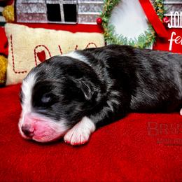 BRUSHY CREEKS JOURNEY - Black tri-color female Australian Shepherd puppy in Red Oak, Texas from Brushy Creek Aussies & Mini Aussies