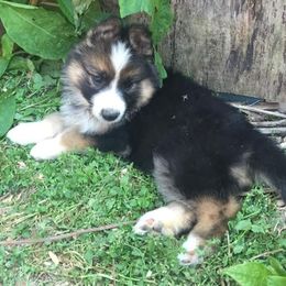 German Shepherd Puppies from Rain's Legacy German Shepherds