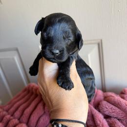 Boy 2 - Black and white male Cockapoo puppy in Danielsville, Georgia from Meg's Doodles and Poodles