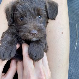 Schnoodle Puppies from RR Schnoodles
