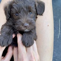 Schnoodle Puppies from RR Schnoodles