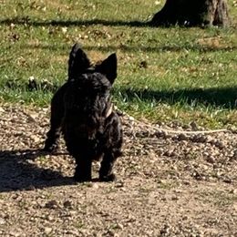 Scottish Terrier Puppies from Rudy’s Scottish Terrier