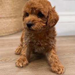 Goldendoodle and Maltipoo Puppies from ENC Goldendoodles And Maltipoos