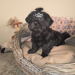 Ben AKC Exceptional Pedigree - Black male Shih Tzu puppy in Kings Mountain, North Carolina from Britany's Shih Tzus
