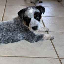 Australian Cattle Dog Puppies from 4 Hills Cattle Dogs