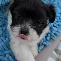 Frosty - Black and white male Havanese puppy in Anderson, South Carolina from Moe's Goldens and HavAntics