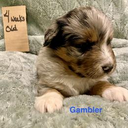 Gambler - Blue merle male Australian Shepherd puppy in Wisconsin Dells, Wisconsin from Nicara kennel