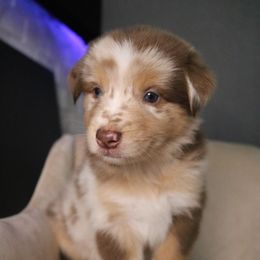 Australian Shepherd Puppies from Kiki's Aussies