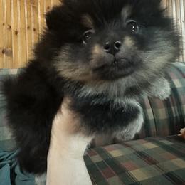 Pomeranian Puppies from Tiny Paw Pomeranians