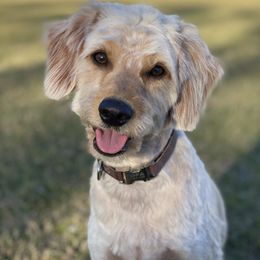 Fofa - Goldendoodle
