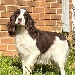 Delilah - English Springer Spaniel