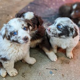 Australian Shepherd Puppies from Aussie Ridge Ranch