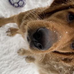 Golden Retrievers from Garrison Goldens