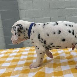 Jack - White and black male Dalmatian puppy in Albuquerque, New Mexico from Renov Dalmatian Plantation