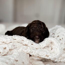 Matcha - Brown female Bernedoodle puppy in Maricopa, Arizona from Desert Ridge Doodles