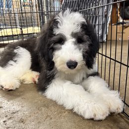 Sami - Black and white female Sheepadoodle puppy in Joelton, Tennessee from PC Pampered Parti's