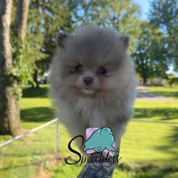 Scar- 3800.00 dollars - Chocolate merle male Pomeranian puppy in Perry County, Ohio from Speechless Pom’s