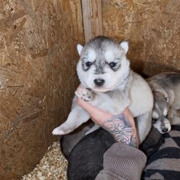 Boy 3 - Gray and white male Siberian Husky puppy in Iron River, Wisconsin from Wiemeri Siberians