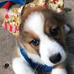 Cardigan Welsh Corgi Puppies from Stornoway Cardigan Welsh Corgis