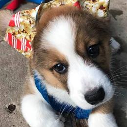 Cardigan Welsh Corgi Puppies from Stornoway Cardigan Welsh Corgis
