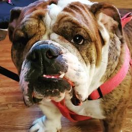 Bulldogs from Smushyface Bulldogs