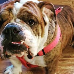 Bulldogs from Smushyface Bulldogs